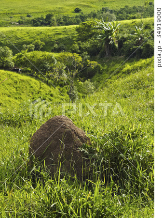 Termite Mound 34919000