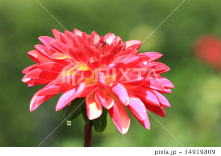 赤いダリアの花にしずく 34919809