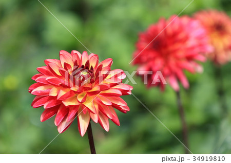 赤いダリアの花 赤いダリアの花 34919810