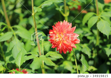 赤色のダリアの花 赤色のダリアの花 34919815