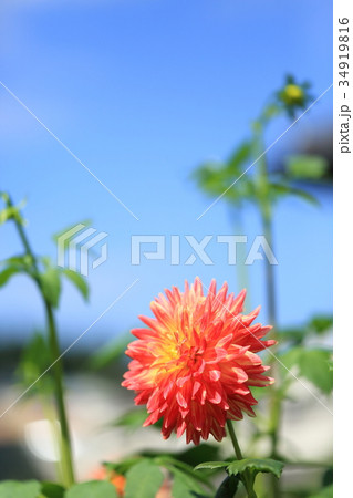 赤色のダリアの花 赤色のダリアの花 34919816