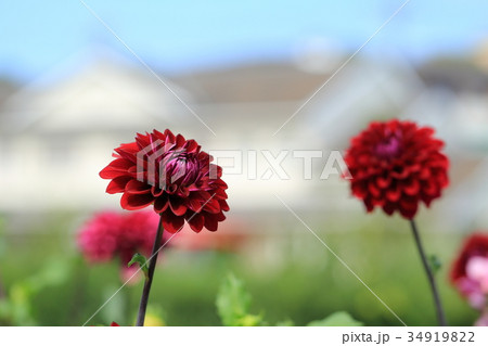 濃い赤色のダリアの花の写真素材