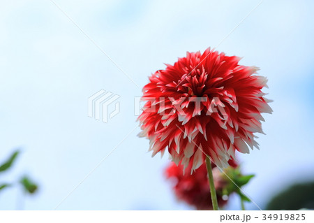 赤いダリア 千秋くじゃく 赤いダリア 千秋くじゃく 34919825