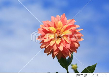 オレンジ色のダリア　めぐり会い 34919828