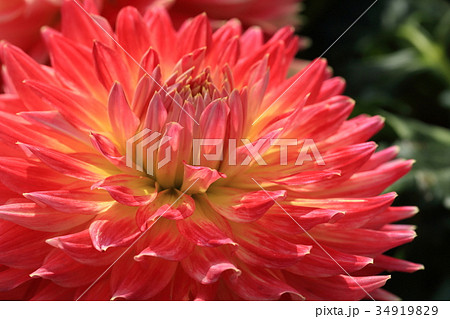 赤いダリアの花 赤いダリアの花 34919829