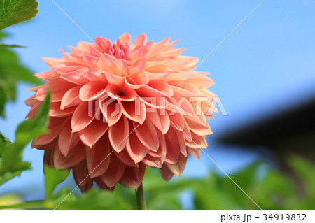 淡いオレンジ色のダリアの花の写真素材