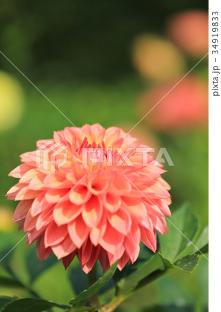 淡いオレンジ色のダリアの花 34919833