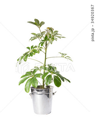 House Plant in bucket, plant isolated on white House Plant in bucket, plant isolated on white 34920367