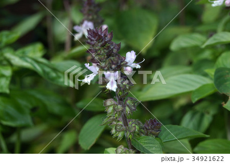 シナモンバジルの花穂の写真素材