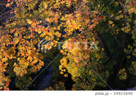 Foliage of bright yellow autumn maple tree 34921640