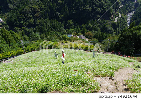 蕎麦畑 34921644