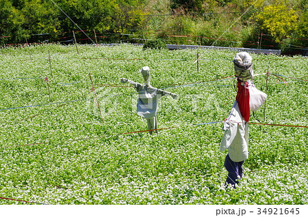 蕎麦畑 蕎麦畑 34921645