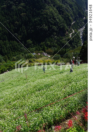 蕎麦畑 蕎麦畑 34921648