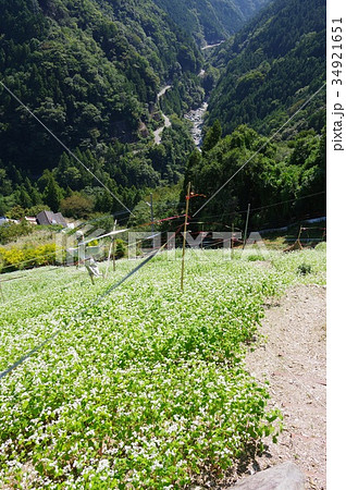 蕎麦畑 蕎麦畑 34921651