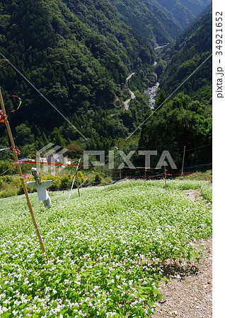 蕎麦畑 蕎麦畑 34921652