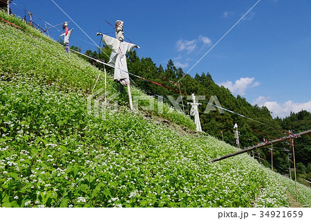 蕎麦畑 34921659