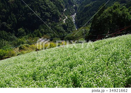 蕎麦畑 34921662