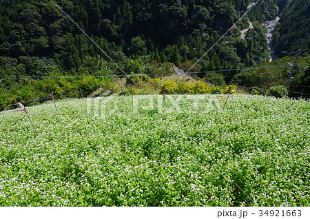 蕎麦畑 34921663