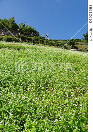 蕎麦畑 蕎麦畑 34921665