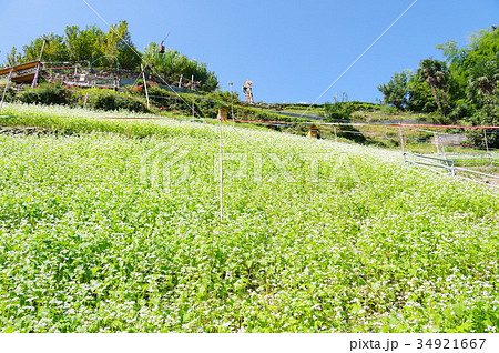蕎麦畑 34921667