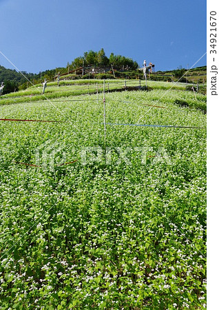蕎麦畑 34921670