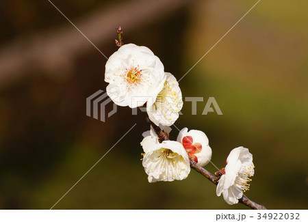 梅の花 梅の花 34922032