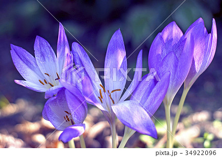 いきいきコルチカム 34922096