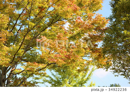 ケヤキ紅葉 34922236