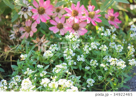 アリッサムの花 アリッサムの花 34922465