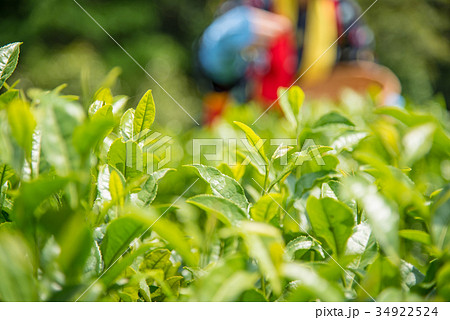 岡山　後楽園の茶畑　茶つみ祭　茶つみ娘 34922524