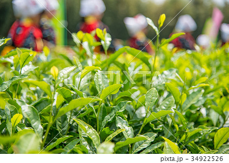 岡山　後楽園の茶畑　茶つみ祭　茶つみ娘 34922526