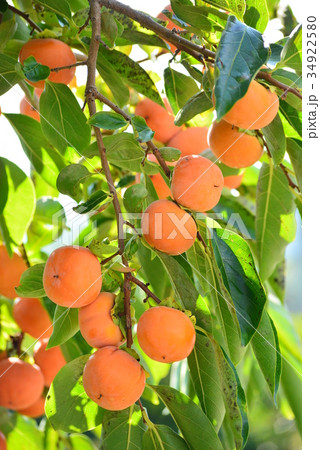 味覚の秋　柿 34922580