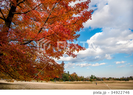 三重県民の森 赤いフウの木 散歩する男性 三重県民の森 赤いフウの木 散歩する男性 34922746