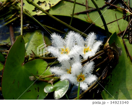 自然 天然 ナチュラル 34923340