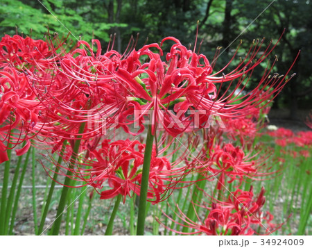 ヒガンバナ 34924009
