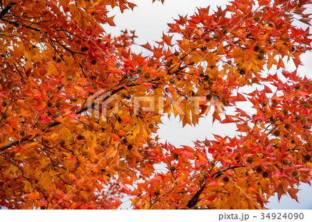 三重県民の森 赤いフウの木 フウの実の写真素材