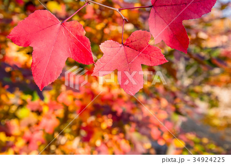 三重県民の森 赤いフウの木 フウの葉 三重県民の森 赤いフウの木 フウの葉 34924225