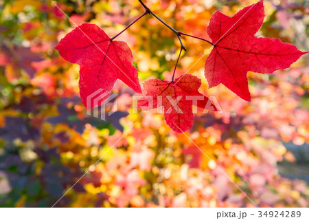 三重県民の森 赤いフウの木 フウの葉 三重県民の森 赤いフウの木 フウの葉 34924289