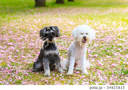 花びらの絨毯だね♪ 34925815