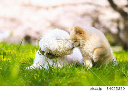 ラブラブ♪ ラブラブ♪ 34925820