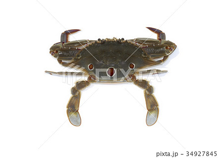 ジャノメガザミ 34927845