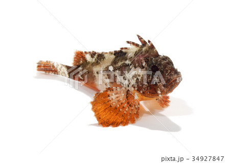 ハオコゼ 34927847