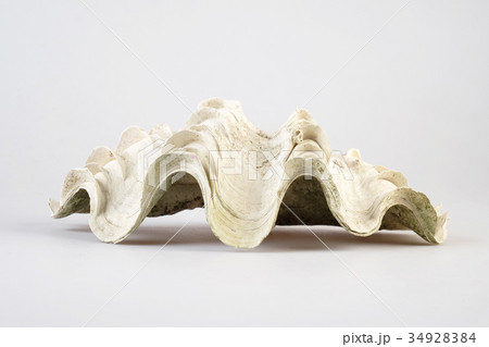 Giant white clam shell  34928384