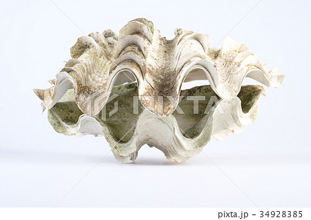 Giant white clam shell  34928385