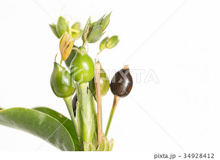 ジュズダマ 34928412