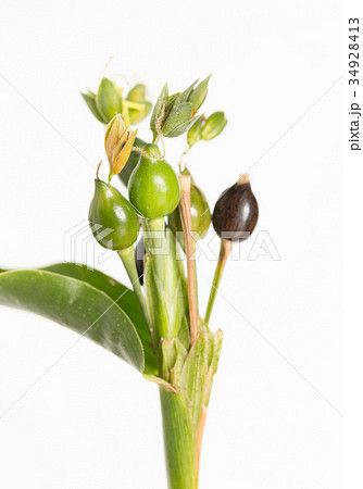 ジュズダマ 34928413