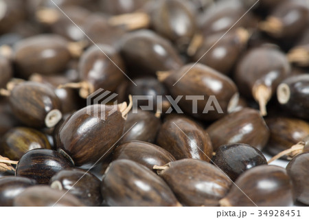 ジュズダマ 34928451