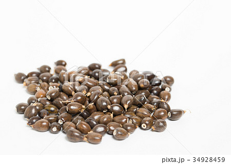 ジュズダマ 34928459