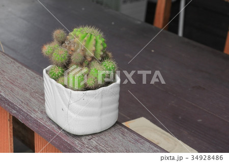Cactus in pot natural beautiful 34928486