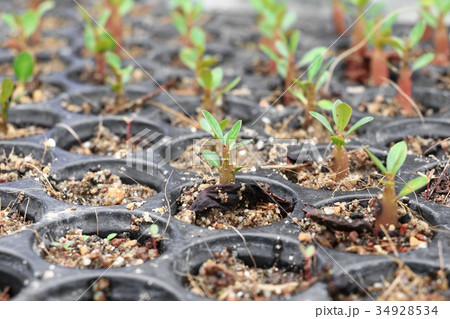 Seedlings adenium in pots Spring  sprouting 34928534
